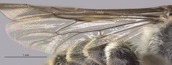 Media type: image;   Entomology 16268 Aspect: Wing hind
